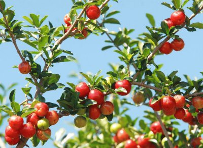 Acerola