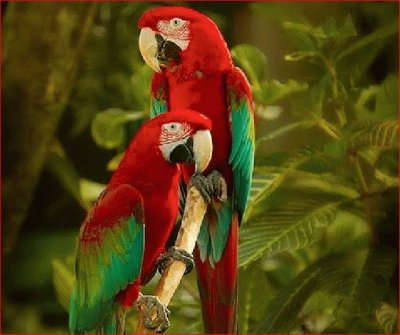 GUACAMAYAS