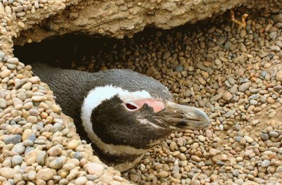 pingÃ¼ino chubutense