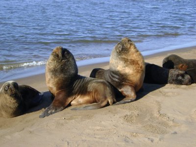 En Necochea. Buenos Aires. Argentina