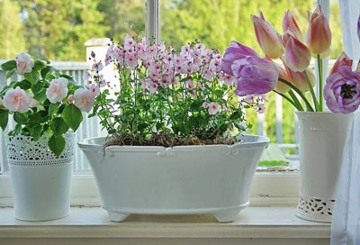 Flores en la ventana