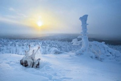 Lobo revolcÃ¡ndose en la nieve