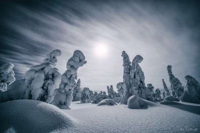 Bosque lleno de Nieve en Finlandia