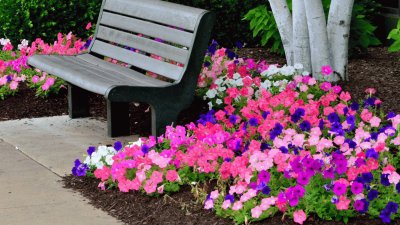 Serene Petunia Garden with Bench-Relax!