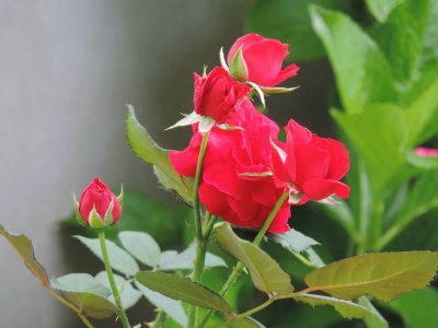 Rosas Vermelhas