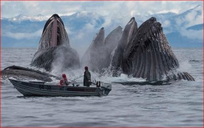 PESCANDO BALLENAS