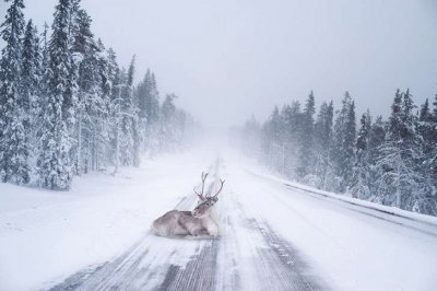 Reno sobre la Carretera Nevada - Finlandia