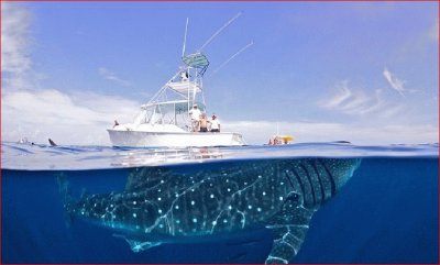 TIBURON BALLENA