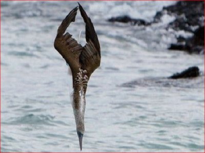 GAVIOTA EN PICADA