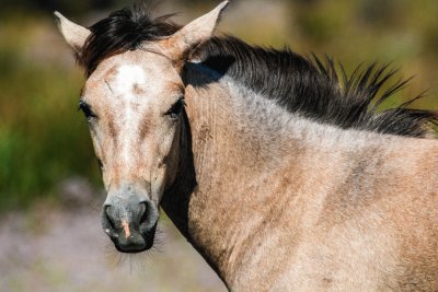 Cavallo Francia