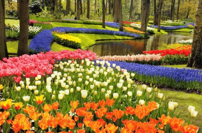 Tulipas, Narcisos e Jacintos