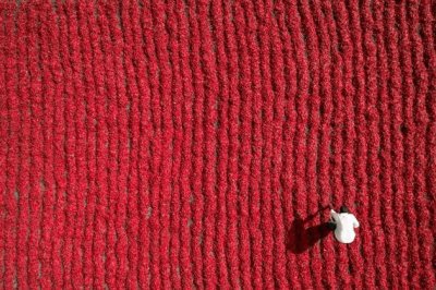 Agricultor de Chile, Guntur, India, por Aurobird