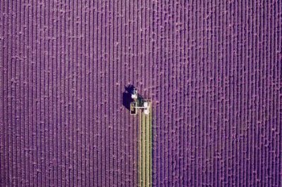 Campos de Lavanda en Valensole, Provenza, Francia,