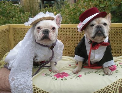 Cute Bride and Groom Dogs