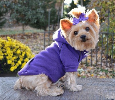 Cute Dog in Winter Hoodie