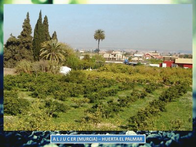 ALJUCER (MURCIA) - HUERTA EL PALMAR