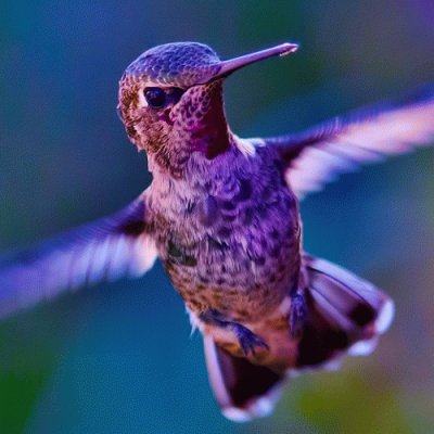 Purple Fluttering Hummingbird