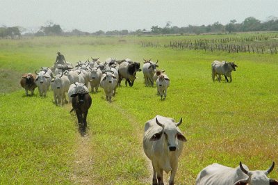 RebaÃ±o. Llanos venezolanos. Venezuela