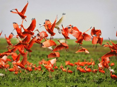 Corocoras. Llano venezolano. Venezuela