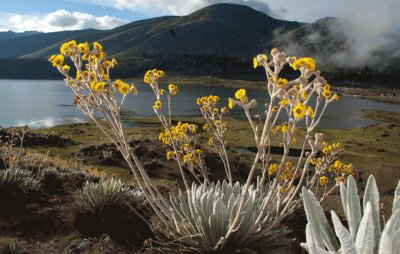 Frailejones. Parque Sierra Nevada MÃ©rida-Venezuela