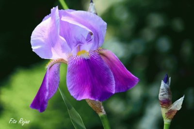 Gorgeous Purple Iris