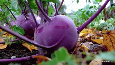 Purple Kohlrabi-Cabbage Turnip