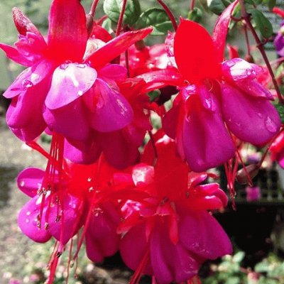 Beautiful Vibrant Fuchsia