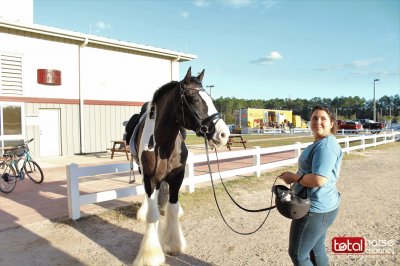 Gypsy Vanner  