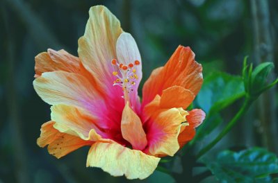 hibiskus