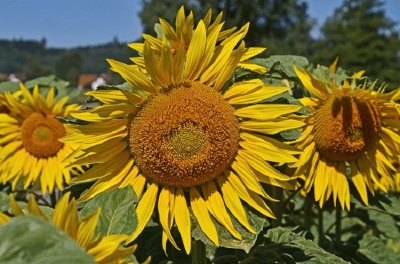 sonnenblumen