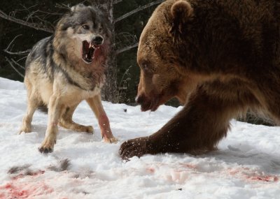 Lobo VS Oso, MontaÃ±as Rocosas, Montana, (foto Cate