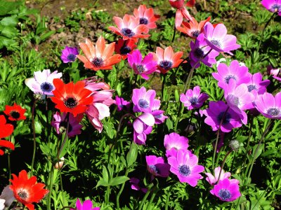 Lovely Spring Anemones