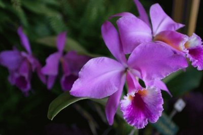 OrquÃ­dea - Venezuela