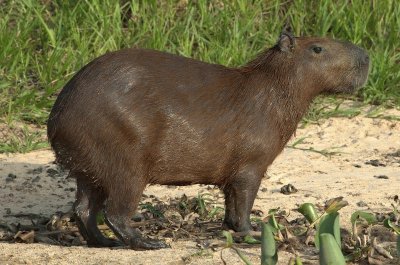 ChigÃ¼ire. Llanos venezolanos