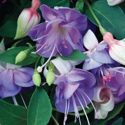 Lovely Purple Fuchsias