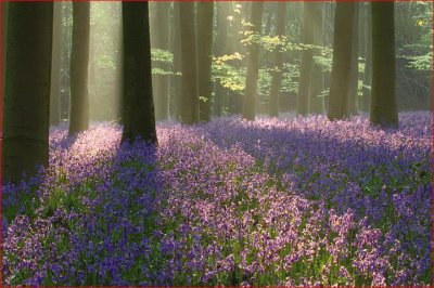 BOSQUE CON FLORES