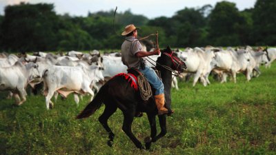 Llanos apureÃ±os. Apure - Venezuela