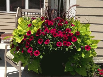 Beautiful Petunias with Sweet Potato Vines