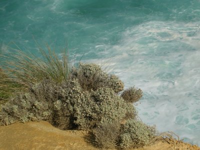 Coastal grasses against water, Australia