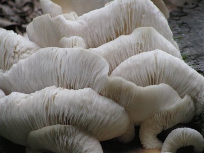 Tree mushrooms close-up, Australia