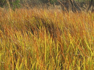 Elephant grass, Botwsana