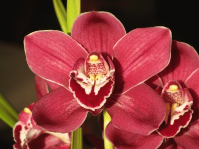 Dark orchid, Australia