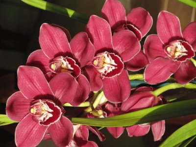 Dark orchids, Australia