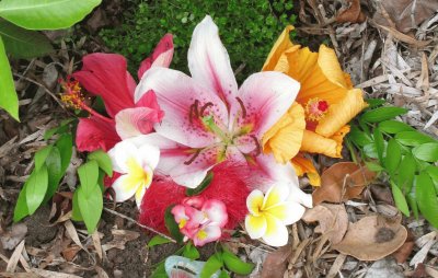 Flowers for the fairies, Australia