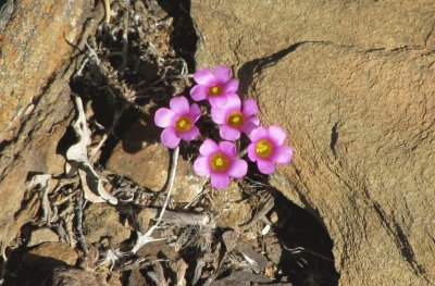 Pink flowers in the rock, South Africa