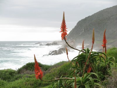 Orange pointy flowers by the sea, South Africa