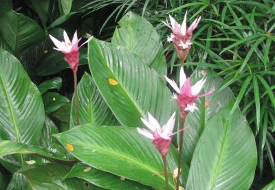 White and maroon lilies, Singapore