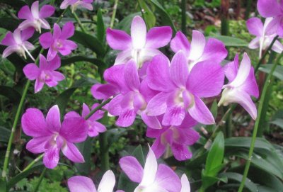 Purple orchids, Singapore