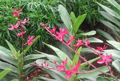 Tall red flowers, Singapore