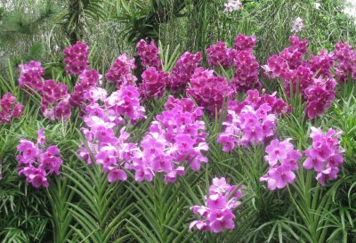 Purple orchid thicket, Singapore